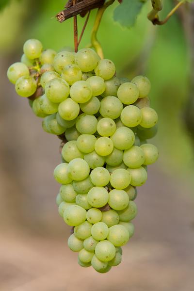 Vitis vinifera 'Johanniter' - Raisin Blanc - Ø13cm - ↕45cm