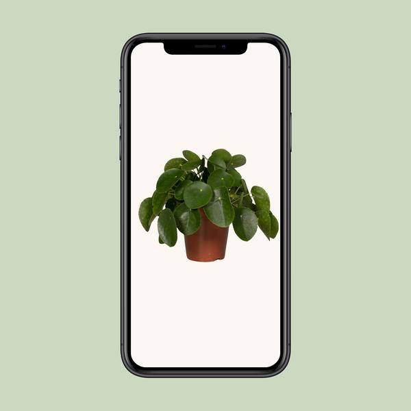 Pilea Peperomiodes - Pannekoekenplant - Ø15cm - ↕25cm