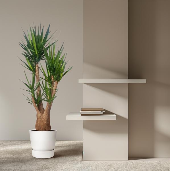Yucca Elephantipes ramifié - 190 cm - ø55