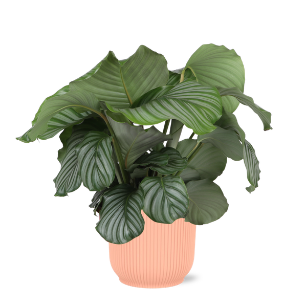 Calathea Orbifolia Ø21cm - ↕70cm in Vibes ROZE pot