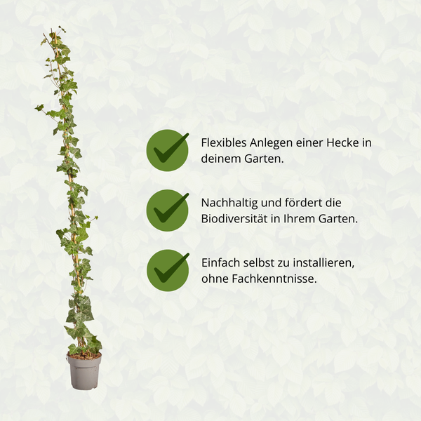 Hedera Hibernica - Lierre - Collé - ↨150 - 175 cm