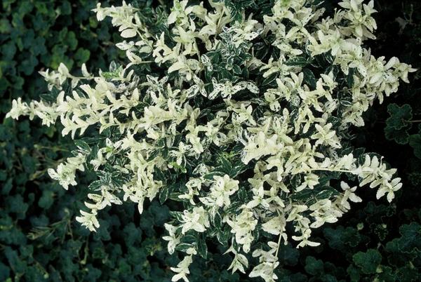 Forteresse d'Euonymus. 'Arlequin' - ↕10-25cm - Ø9cm - 12x