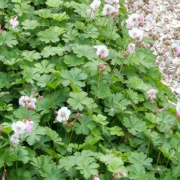 Geranium cant. 'Biokovo' - ↕10-25cm - Ø9cm - 60x