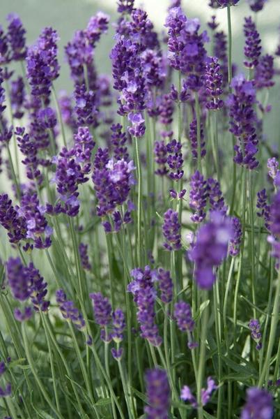 Lavandula 'Hidcote' - ↕10-25cm - Ø9cm - 60x