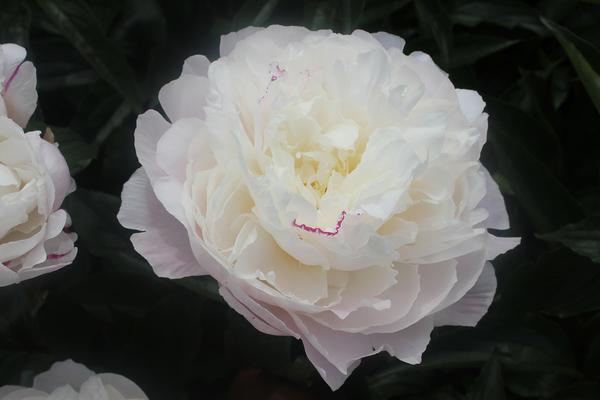 Paeonia 'Shirley Temple' - 4x