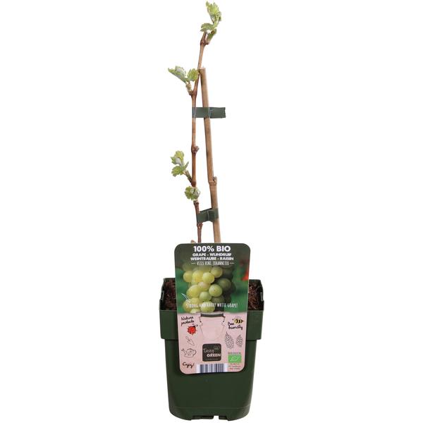 Vitis vinifera 'Johanniter' - Raisin Blanc - Ø13cm - ↕45cm
