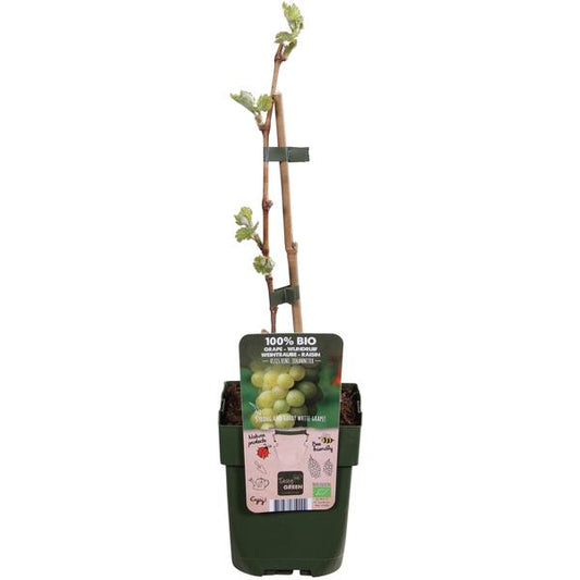 Vitis vinifera 'Johanniter' - Raisin Blanc - Ø13cm - ↕45cm