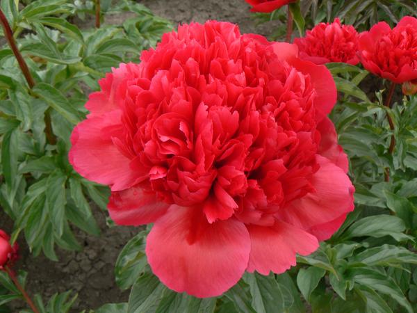 Paeonia 'Beaucoup de retours heureux' - 10x