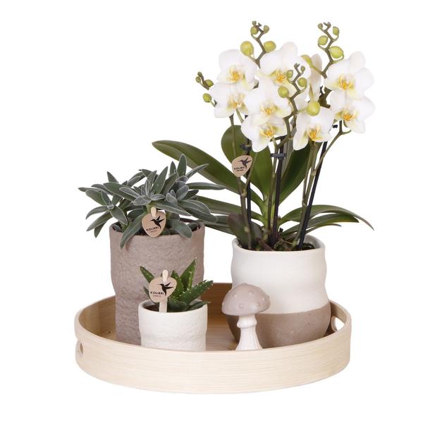 Compagnie des Colibris | Ensemble de plantes Slow Living | Orchidée Phalaenopsis blanche Lausanne et plantes succulentes avec pots décoratifs en céramique