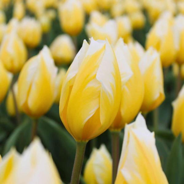 Flowerbulbs Amsterdam - Yellow Splash - 30 bulbes à fleurs - Taille 12+