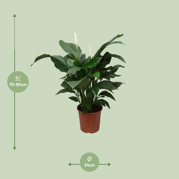 Spathiphyllum Douce Silvana - Ø24cm - ↕80cm