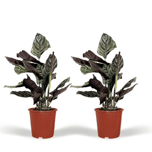 2x Calathea Ornata - Plante Paon - 50cm - ø14