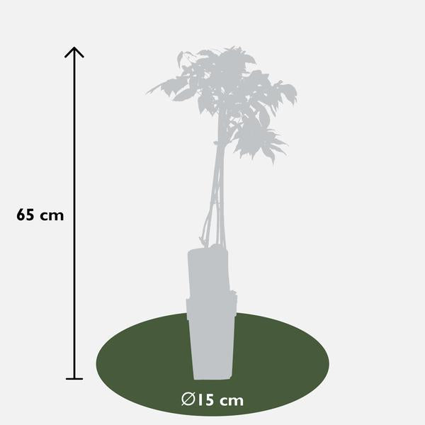 Glycine floribunda Alba - Pluie blanche - Ø15cm - ↕65cm