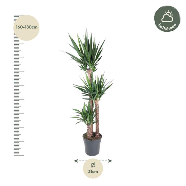 Yucca Éléphantipe - 170 cm - ø31