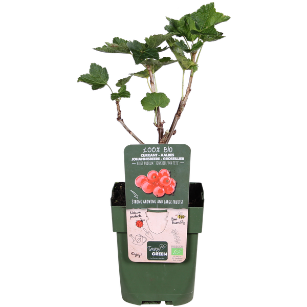 Ribes rubrum 'Jokheer van Tets' - Groseille - Ø13cm - ↕45cm