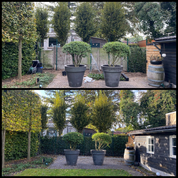 Hedera Hibernica - Lierre - Collé - ↨150 - 175 cm