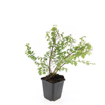 Symphoricarpos ch. 'Hancock' - ↕10-25cm - Ø9cm - 60x
