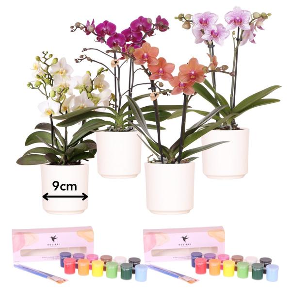 Kolibri Creatives | Verfpakket voor het schilderen van 4 bloempotten | voor minimaal 4 personen | Beginnende artiest (pakket S)