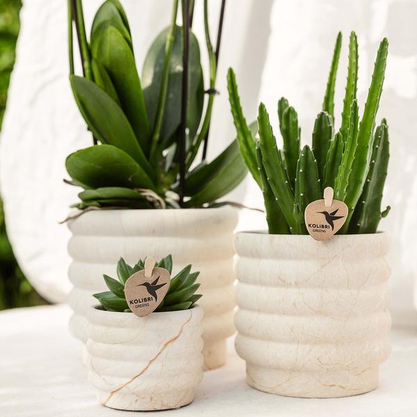 Compagnie des Colibris | Ensemble de plantes Slow Living petit | Orchidée Phalaenopsis blanche Lausanne et succulentes avec pots décoratifs en céramique sur plateau biologique blanc