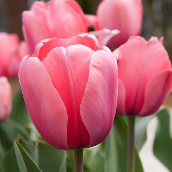 Flowerbulbs Amsterdam - Medium Lasting Wild Mix - Sachet de valeur durable, 50 bulbes de fleurs pour 1 m2 de splendeur florale -
