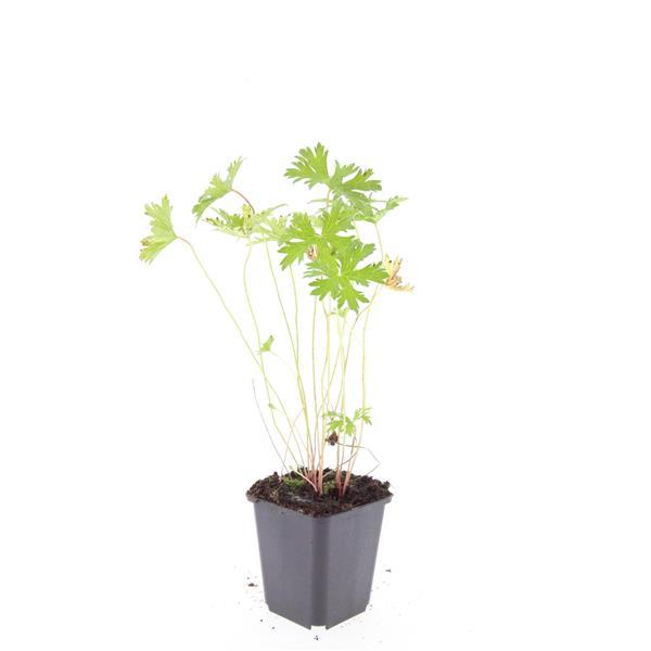 Geranium 'Johnson's Blue' - ↕10-25cm - Ø9cm - 60x
