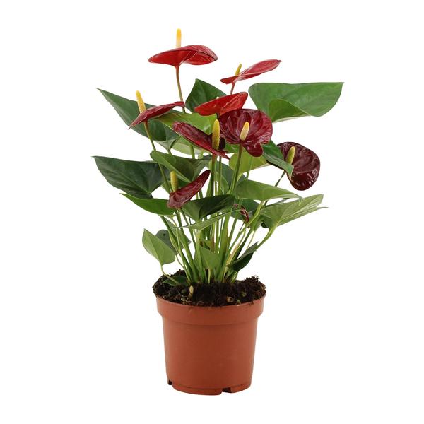 Anthurium Calon Dans Pochette Transparente - Ø12cm - ↕36cm