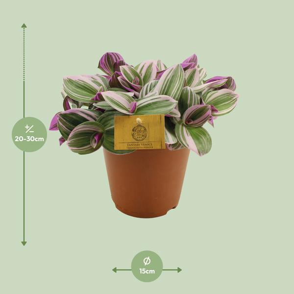 Tradescantia Nanouk - Ø15cm - ↕25cm