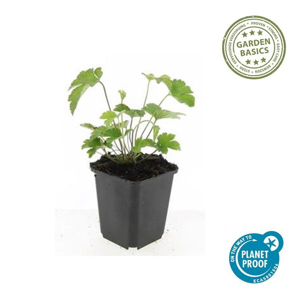 Anemone tom. 'Robustissima' - ↕10-25cm - Ø9cm - 60x