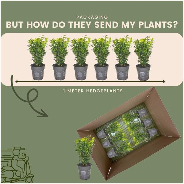 Haie de Buxus Sempervirens 1 mètre - ↨ 20 cm - 6 x Ø 12 cm