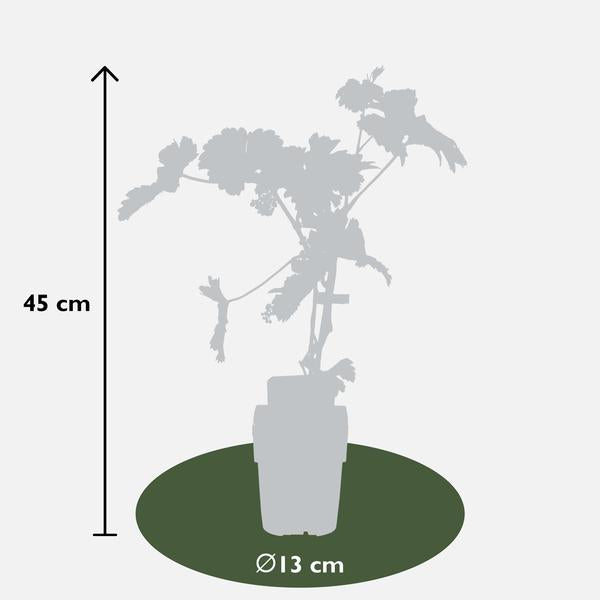 Vitis vinifera 'Johanniter' - Raisin Blanc - Ø13cm - ↕45cm