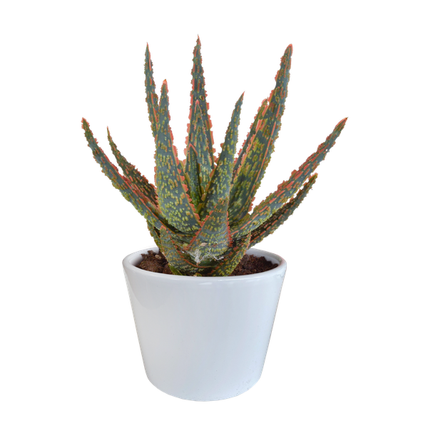 Aloe zebrina Dannyz 10,5cm - en pot blanc