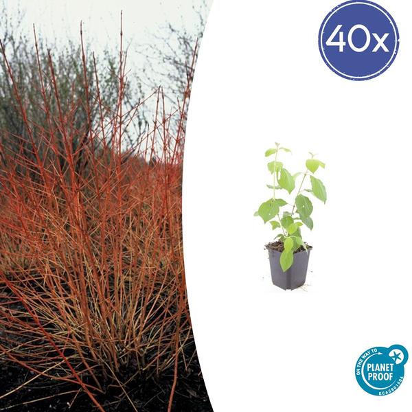 Cornus chantait. 'Feu d'hiver' - ↕10-25cm - Ø9cm - 40x