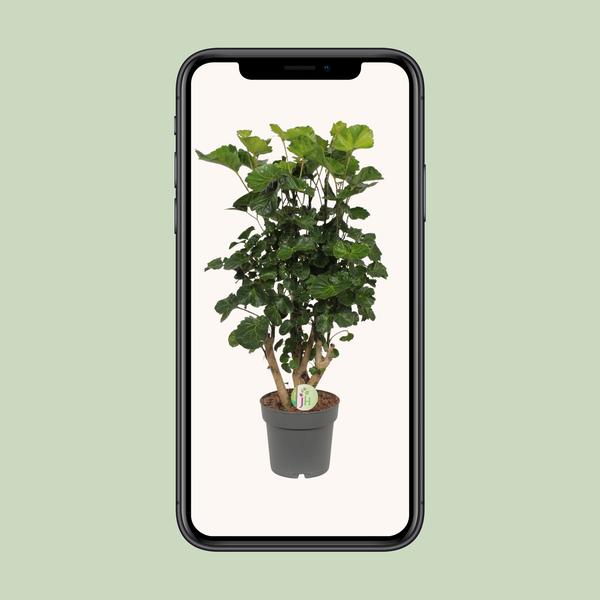 Polyscias Lemon - Ø19cm - ↕65cm