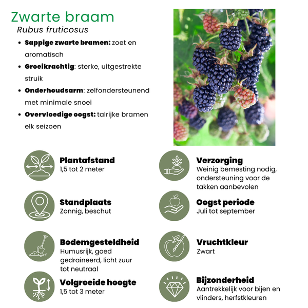 "Fruit oasis" BIO Mélange de plantes fruitières ensemble de 5 types différents