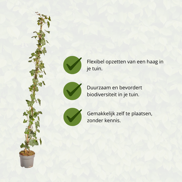 Hedera Hibernica - Lierre - Collé - ↨125 - 150 cm
