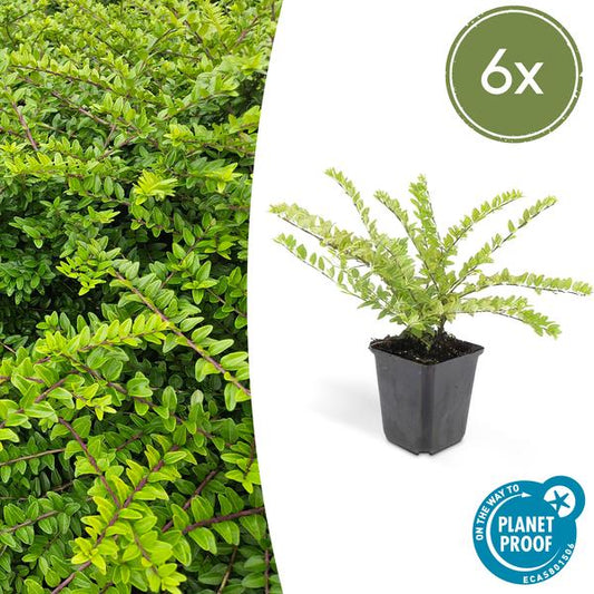 Lonicera lente. 'Maigrün' - ↕10-25cm - Ø9cm - 6x - Ø9cm