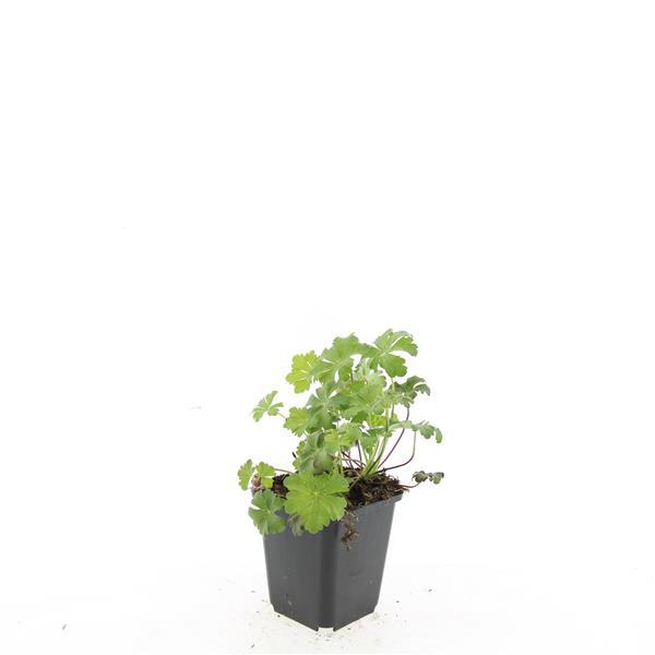 Geranium cant. 'Biokovo' - ↕10-25cm - Ø9cm - 60x