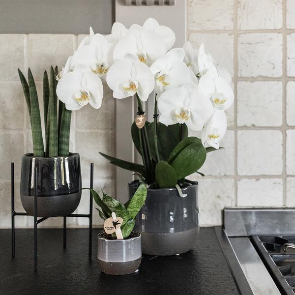 Maison Colibri | Support à plantes - Réhausse à plantes en métal noir Ø12cm