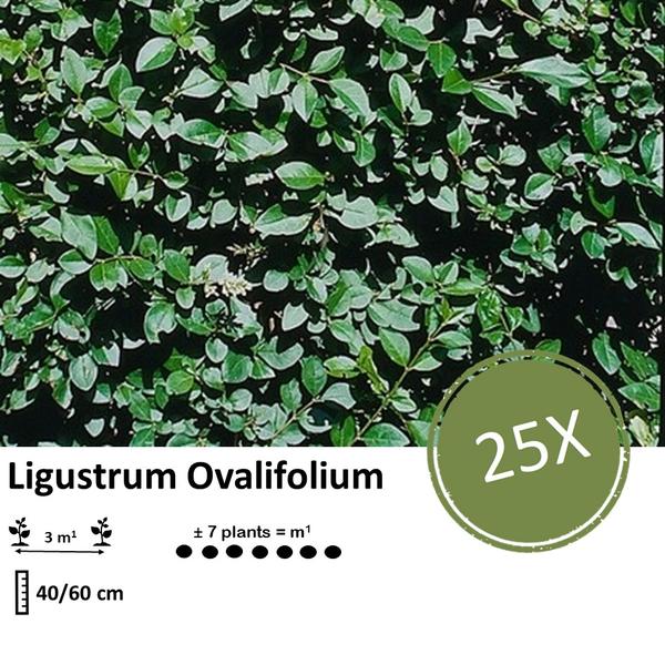 Ligustrum Ovalifolium - Racine nue - 40/60 - 25x