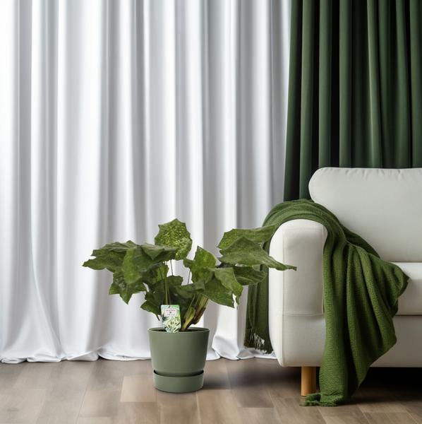 Calathea Network - Pauwenplant - Ø14cm - ↕30cm