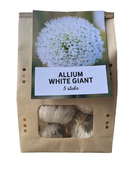 White Giant - Bulbes d'Allium 5 pièces