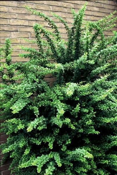 Berberis thunbergii - ↕30-50cm - blote wortel - 25x