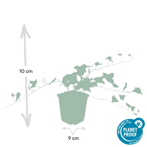 Hedera helix 'Glacier' - ↕10-25cm - Ø9cm - 6x