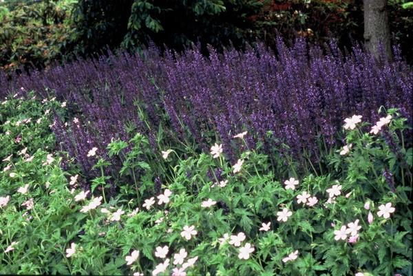 Salvia nem. 'Mainacht' - ↕10-25cm - Ø9cm - 60x