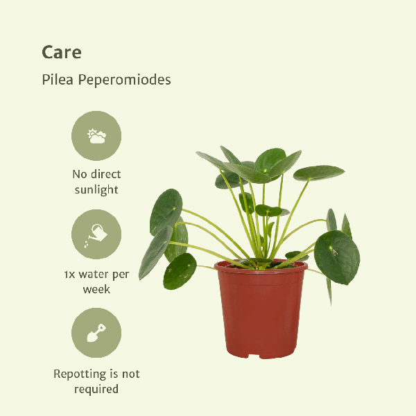 2x Pilea Peperomiodes - Plante à crêpes - 20cm - ø12