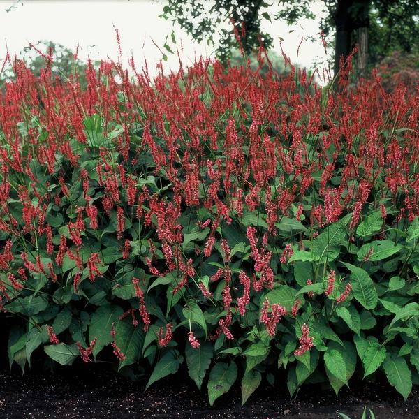 Persicaria amplexicaulis - ↕10-25cm - Ø9cm - 60x
