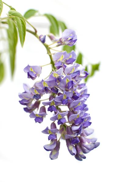 Glycine sinensis 'Prolific' - Glycine - Ø15cm - ↕65cm