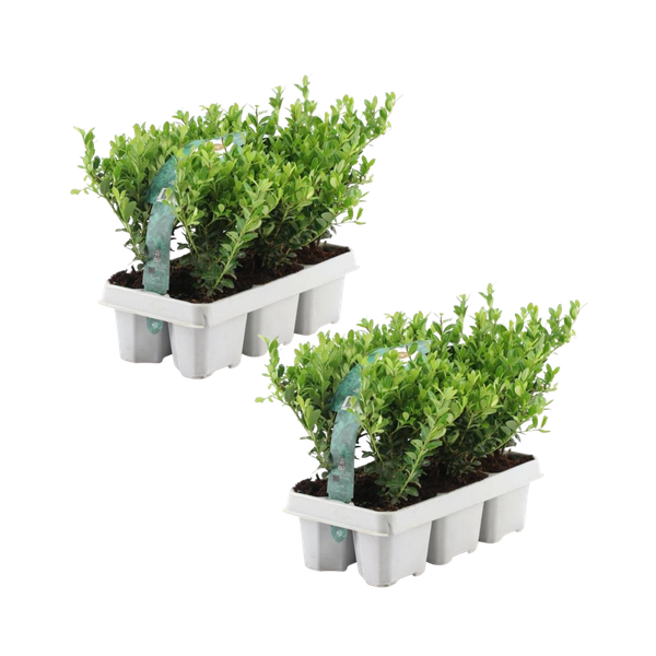 12x Ilex crenata 'Jenny' - 12 x Ø7 cm - ↕15 cm - 6 paquets
