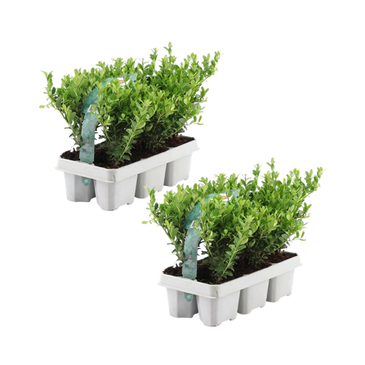 12x Ilex crenata 'Jenny' - 12 x Ø7 cm - ↕15 cm - 6 paquets