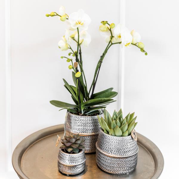 Kolibri Greens | Succulenten set van 2 planten in zilveren groove sierpotten - keramiek potmaat Ø9cm